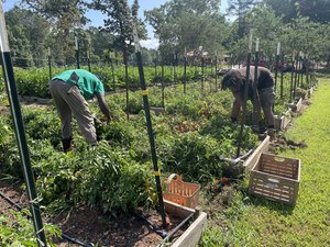 Atlanta Harvest